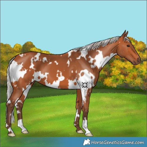 Horse Color:White Spotted Silver Bay