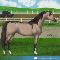 Horse Color:Liver Red Dun 