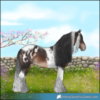 Horse Color:Brown Tobiano Blanket