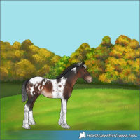 Horse Color:Brown Tobiano Appaloosa 