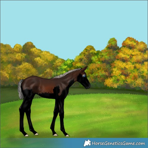 Horse Color:Gray Void Silver Brown Splash 