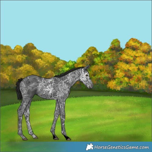Horse Color:Gray Void Black Ice 