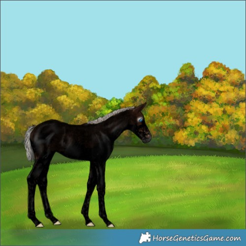 Horse Color:Gray Void Silver Bay Roan Splash 