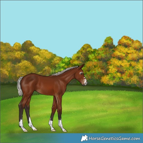 Horse Color:Gray Silver Bay 