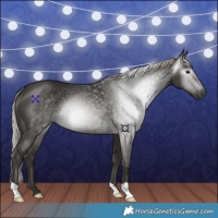 Horse Color:Gray Silver Black