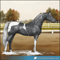 Horse Color:Silver Black Chinchilla Tobiano Rabicano 