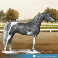 Horse Color:Silver Black Chinchilla Tobiano Rabicano 