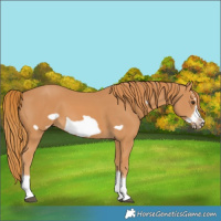 Horse Color:Chestnut Splash Frame 