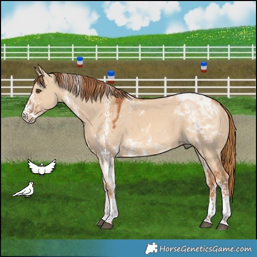 Horse Color:White Spotted Red Dun Tobiano