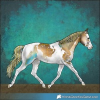 Horse Color:Painted Plaid  White Spotted Chocolate Palomino Onyx Splash Tobiano 