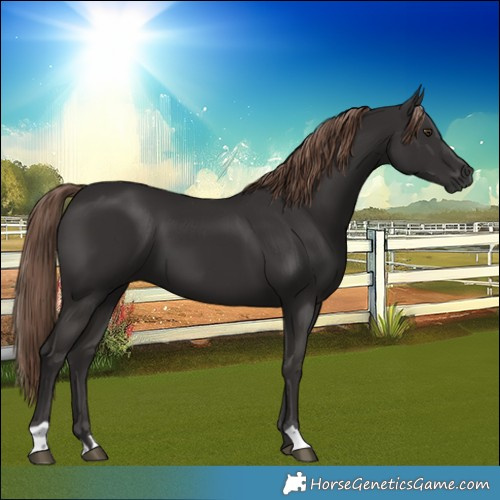 Horse Color:Liver Chestnut 