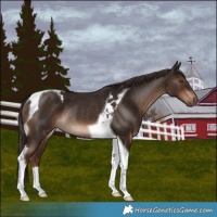 Horse Color:Liver Chestnut Tobiano Rabicano