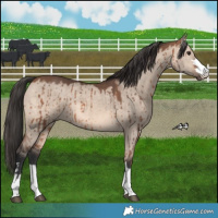 Horse Color:Bay Dun Mushroom Brindle