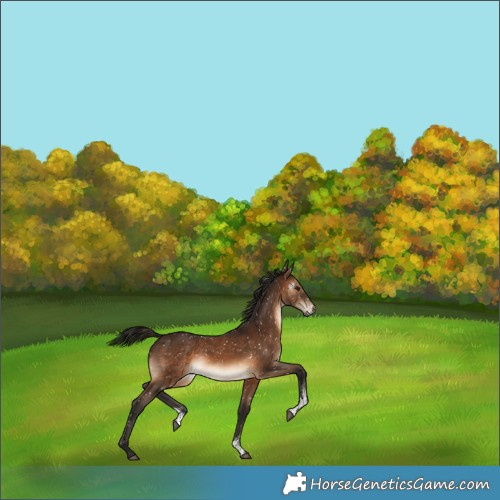 Horse Color:Gray Bay Sabino Snowflake VarnishRabicano 