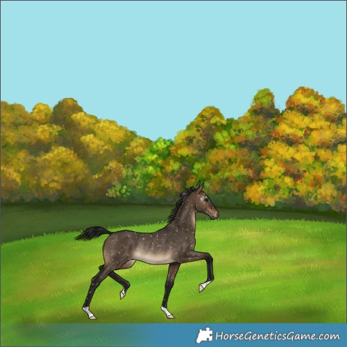 Horse Color:Gray Brown Dun Appaloosa Rabicano 
