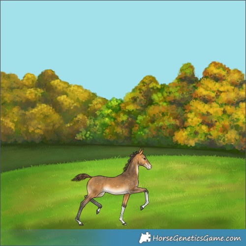 Horse Color:Buckskin Tobiano Appaloosa 