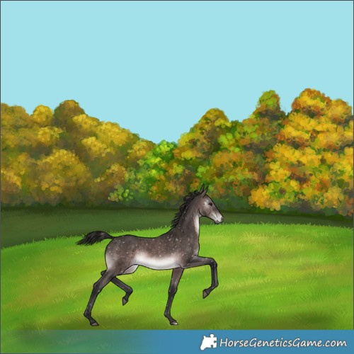 Horse Color:Gray Platinum Bay Appaloosa 