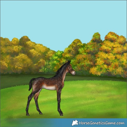 Horse Color:Gray Bay Appaloosa Rabicano 