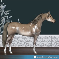 Horse Color:Platinum White Spotted Liver Red Dun Mushroom Rabicano