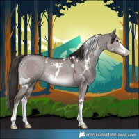 Horse Color:Platinum White Spotted Liver Red Dun Rabicano 