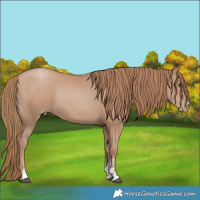 Horse Color:Black Pearl Sabino