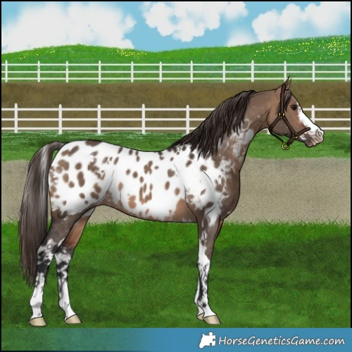Horse Color:White Spotted Brown Dun Near Leopard 