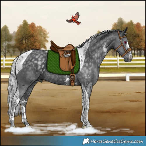 Horse Color:Silver Black Chinchilla Sabino Tobiano Rabicano 