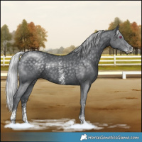 Horse Color:Silver Black Chinchilla Sabino Rabicano 
