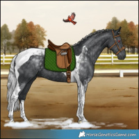 Horse Color:Silver Black Chinchilla Tobiano Rabicano 