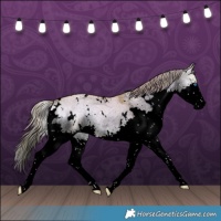 Horse Color:Void Watercolor Plaid  White Spotted Liver Red Dun Ice Onyx Splash Rabicano 