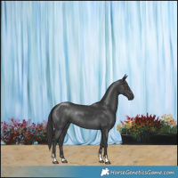 Horse Color:Black Rabicano 
