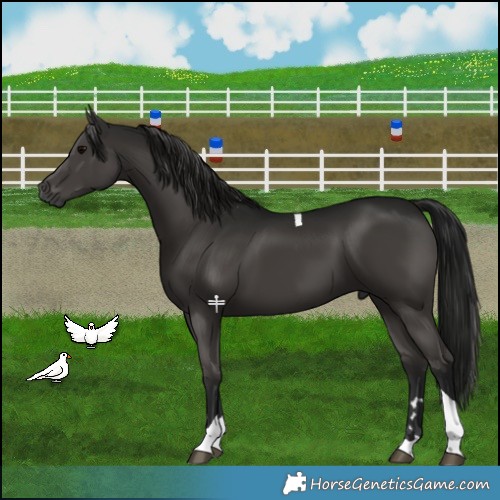 Horse Color:Gray Black Tobiano