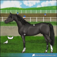 Horse Color:Gray Black Tobiano 
