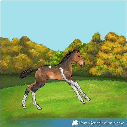 Horse Color:Buckskin Tobiano 