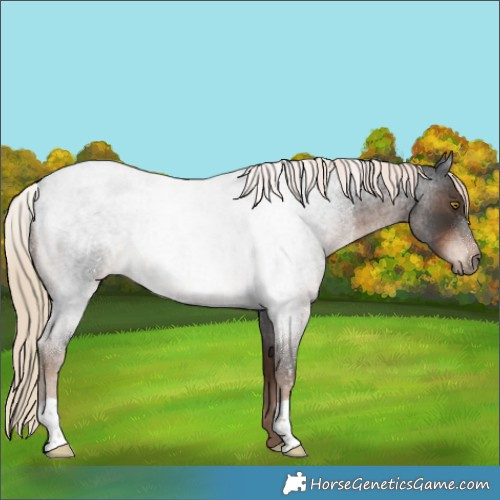 Horse Color:Liver Red Roan 