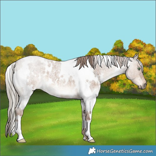 Horse Color:White Spotted Liver Red Dun Roan 