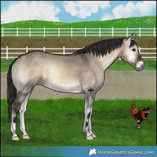 Horse Color:Brown Onyx 