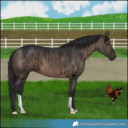 Horse Color:Brown Dun Brindle 