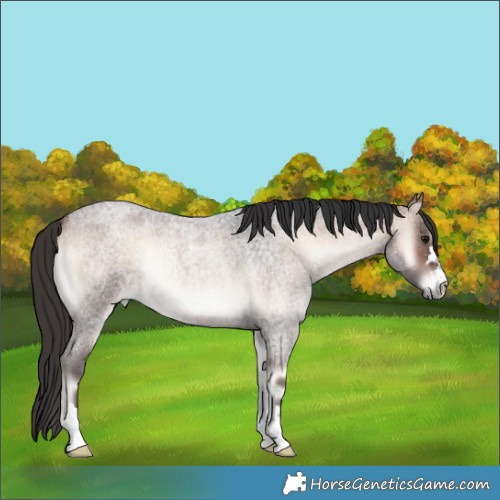 Horse Color:Bay Roan Onyx 