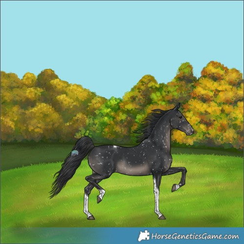 Horse Color:Black Tobiano Appaloosa 
