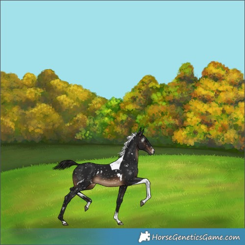 Horse Color:Gray White Spotted Brown Tobiano Appaloosa 