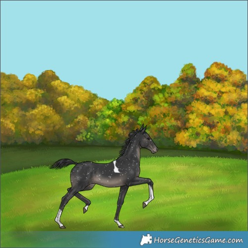 Horse Color:Black Tobiano Appaloosa 