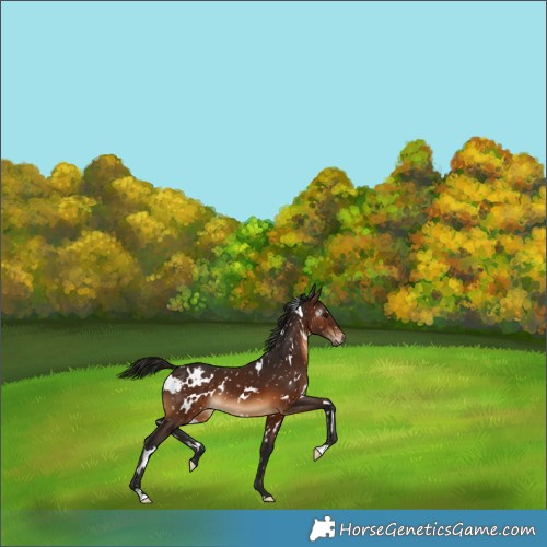 Horse Color:Gray White Spotted Bay Appaloosa 