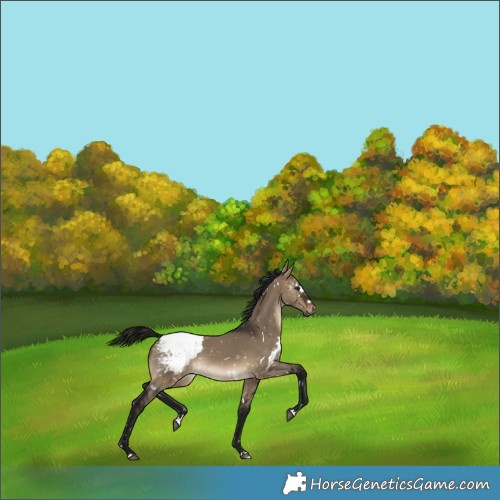 Horse Color:Gray White Spotted Brown Dun Appaloosa 