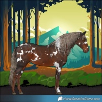 Horse Color:White Spotted Liver Chestnut 