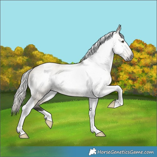Horse Color:Gray Silver Buckskin Roan Dun Tobiano Rabicano 