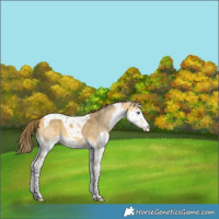 Horse Color:Buckskin Splash Tobiano Appaloosa 