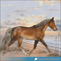 Horse Color:Chocolate Palomino 