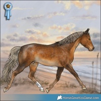 Horse Color:Chocolate Palomino 