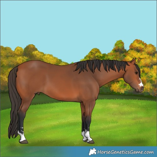 Horse Color:Bay 